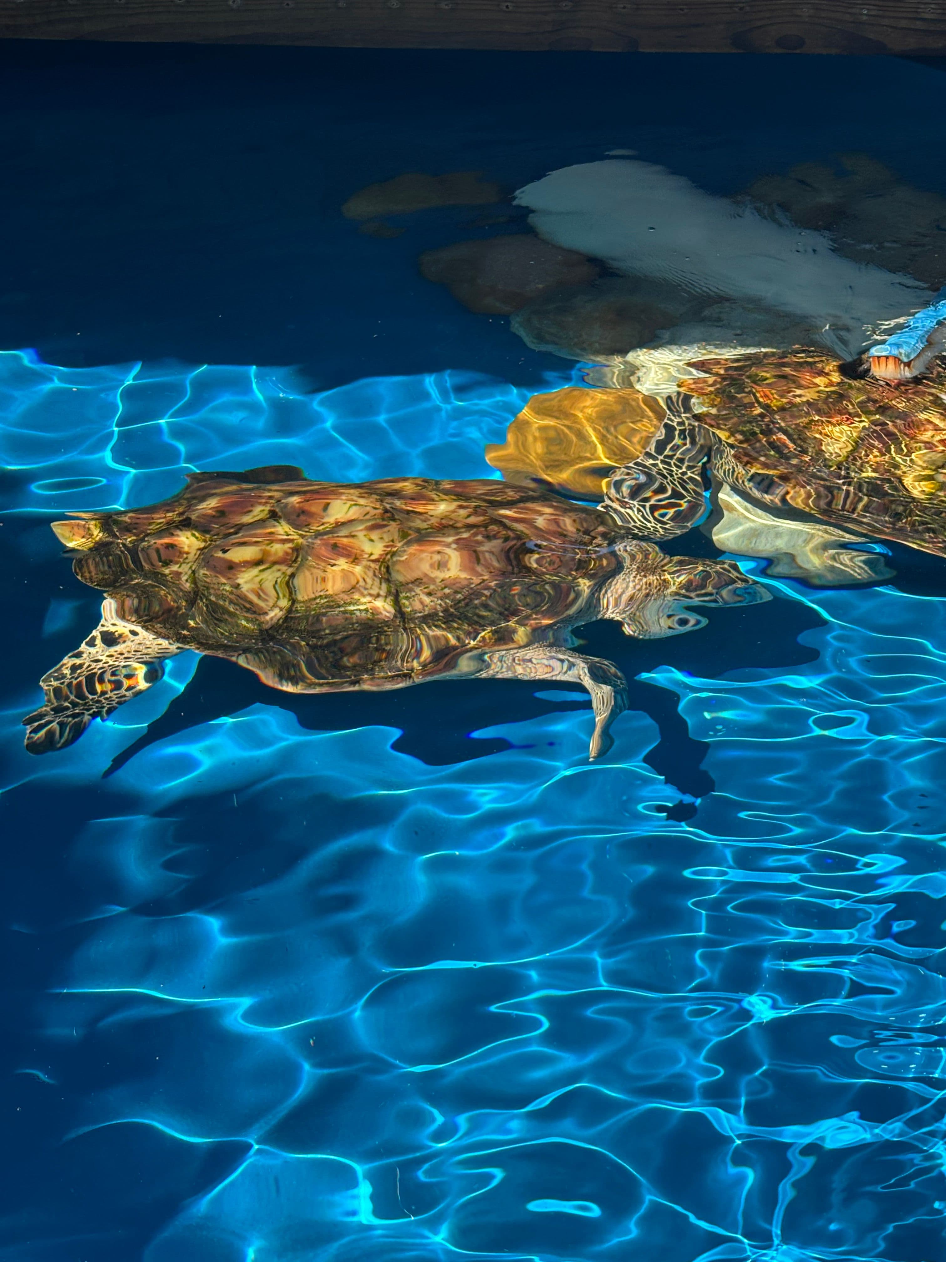 deux tortues nageant dans un bassin au projet Tamar de Florianopolis
